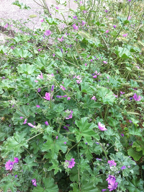 Malva sylvestris